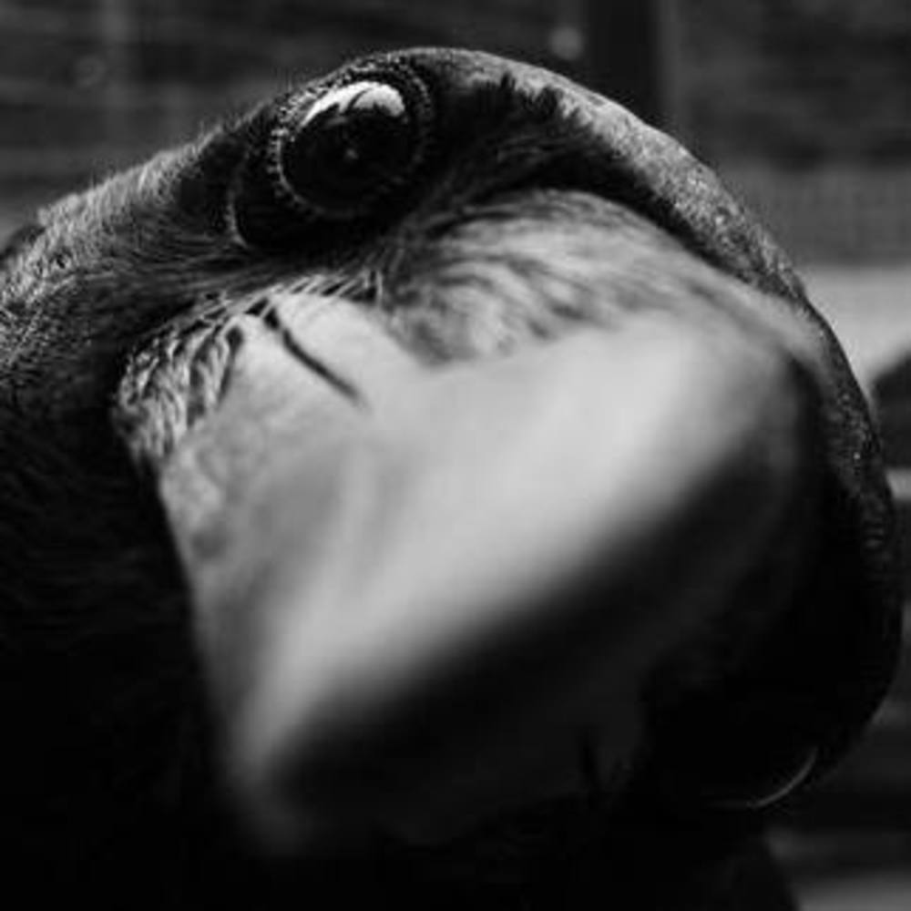 Meet your Posher, Therese